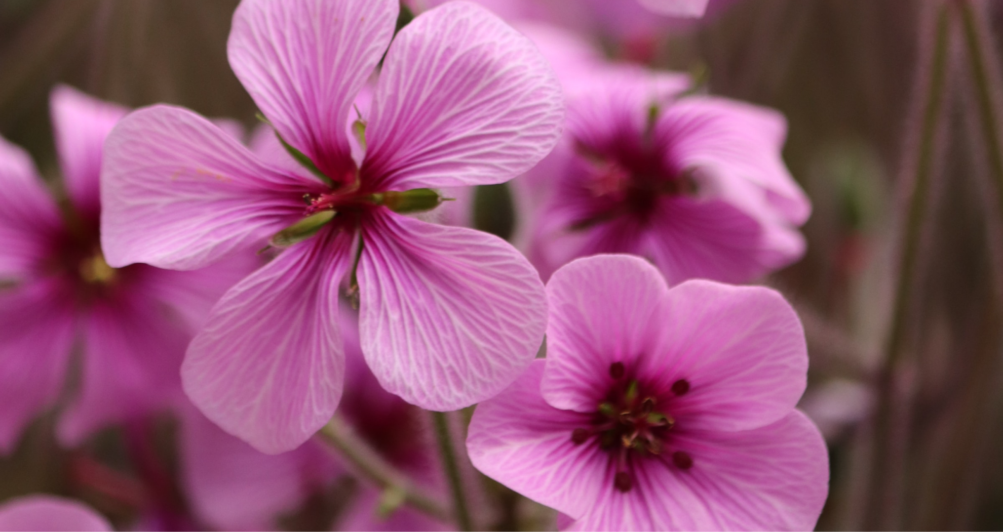 pink flowers